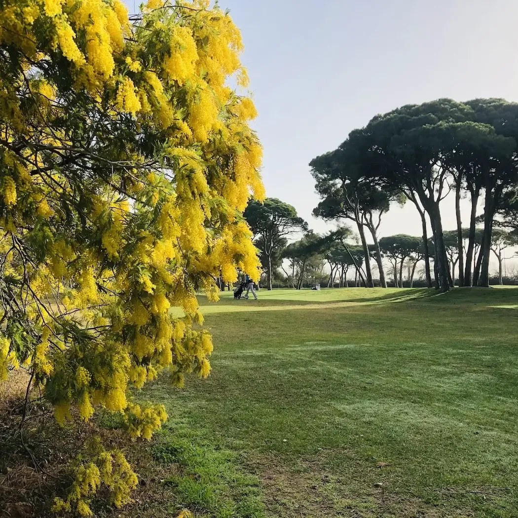 A tree with yellow flowers in the foreground and a row of pines in the background in a grassy park.