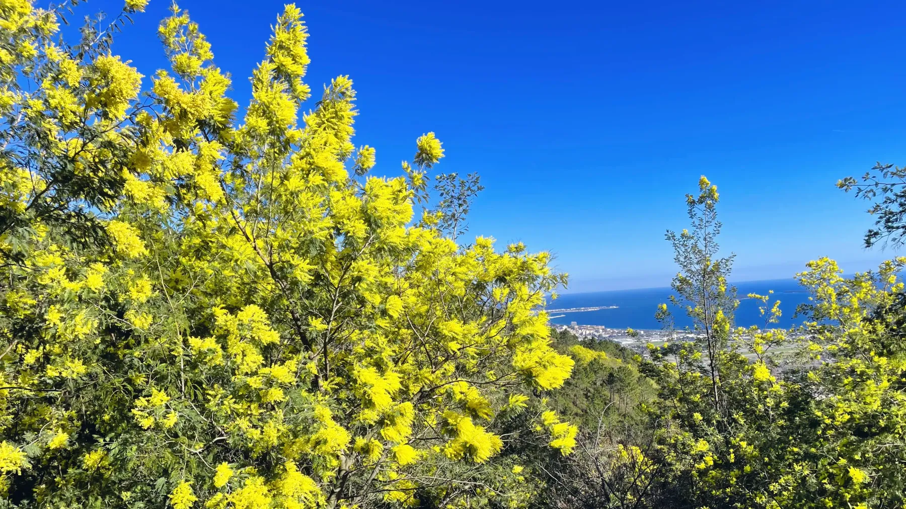 Yellow flowering trees with a view of the sea and the city in the distance under a clear blue sky.