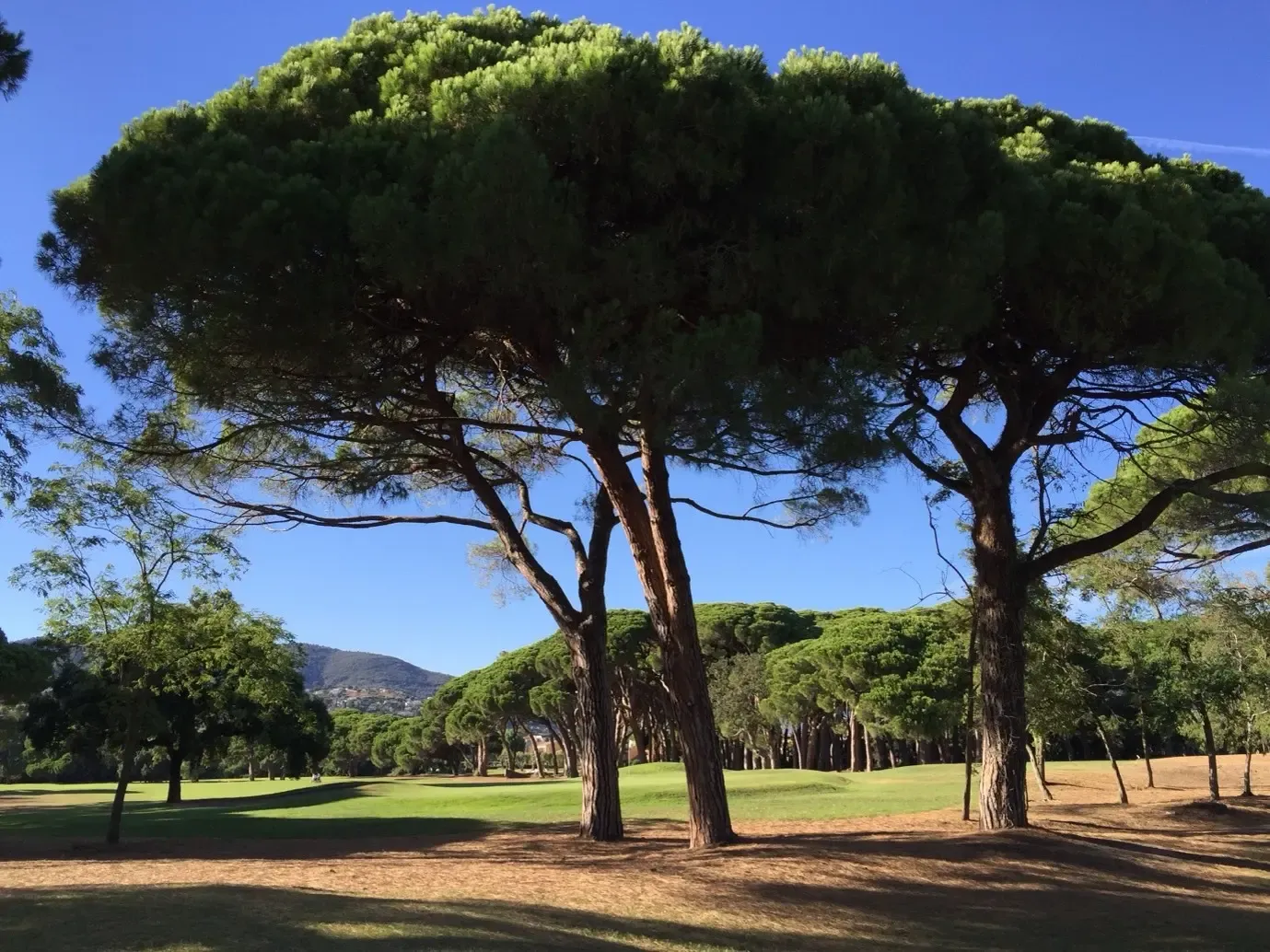 Large tree with wide green foliage dominating a park with lawns and other trees in the background under a clear blue sky