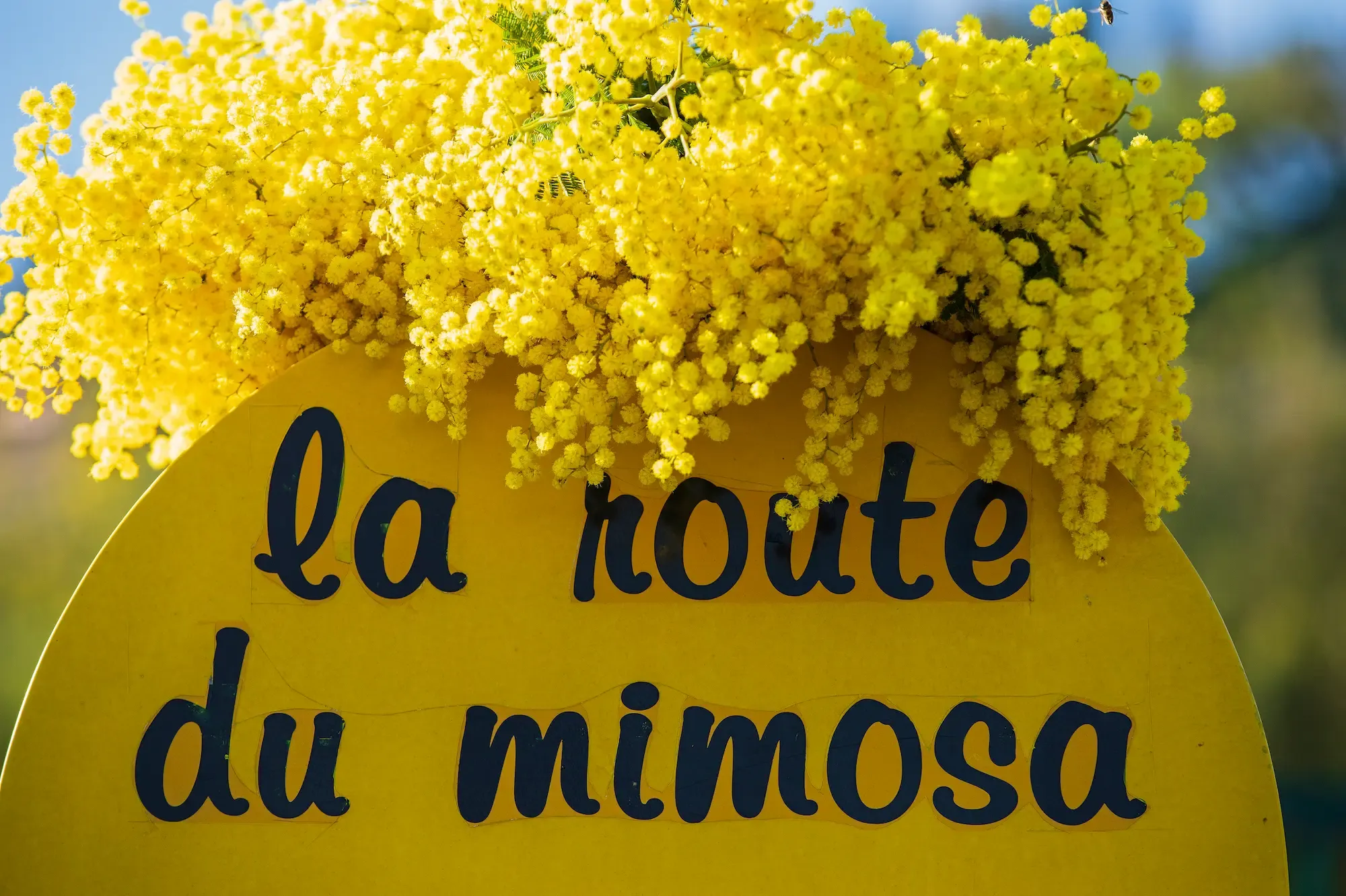 Yellow sign with the inscription "la route du mimosa" topped with flowering mimosa branches