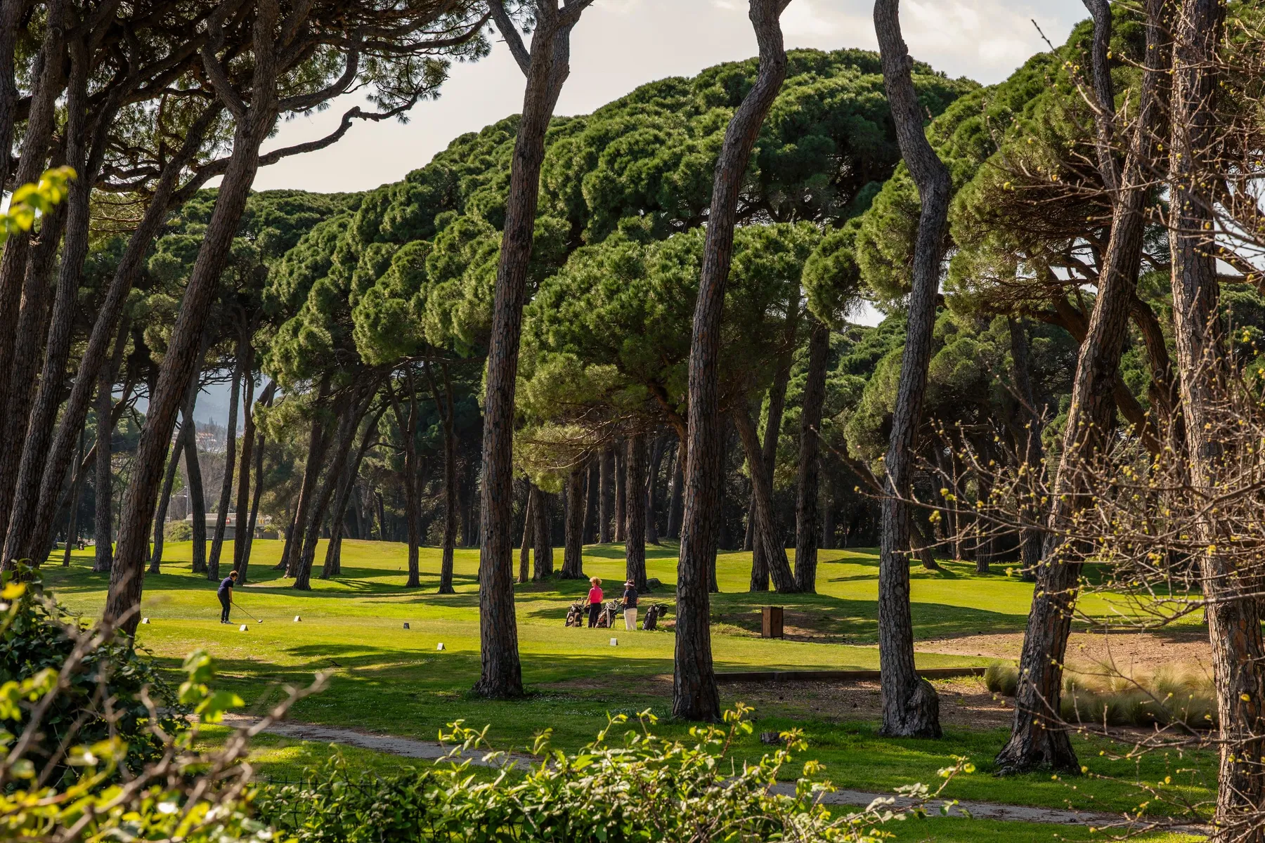 A group of people is playing golf in a tree-lined park with tall trees and a green lawn.