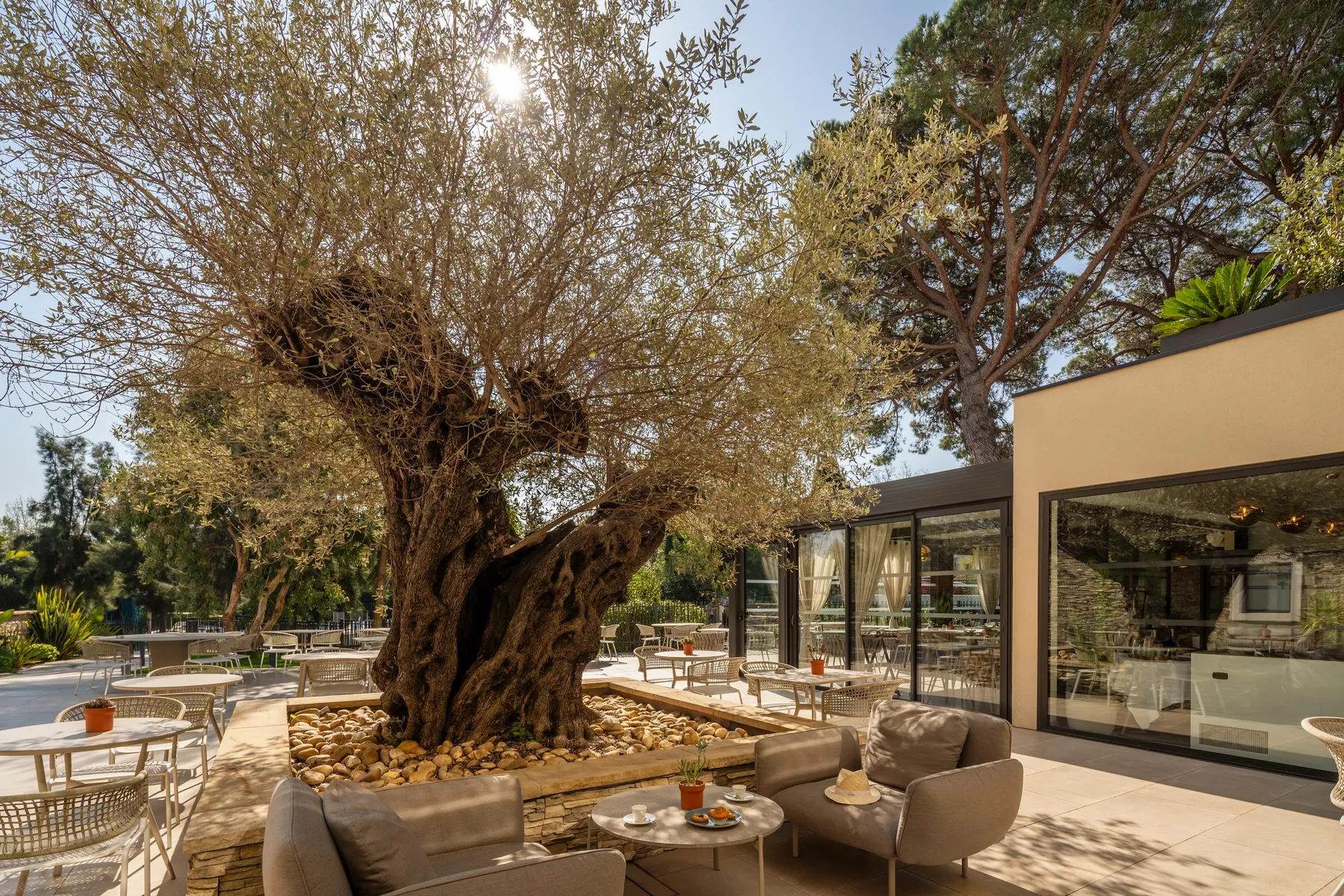 A large tree with a gnarled trunk overlooks an outdoor terrace with tables, chairs, and a sofa near a pool and a glass building.