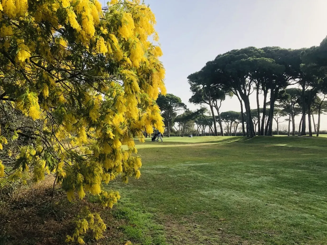 Un arbre en fleurs jaunes se trouve au premier plan d'un parc avec des pins et une pelouse verte