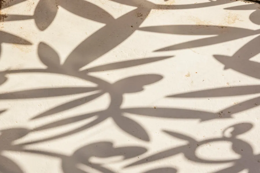 Shadows of leaves cast on a smooth, light surface
